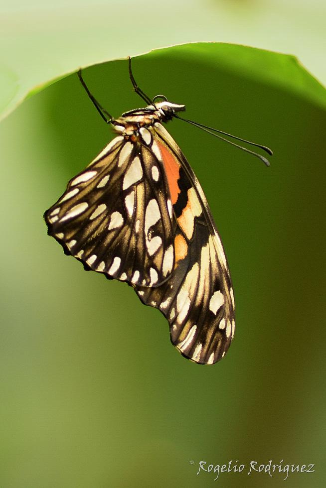 Imagen 19 de la galería de Costa Rica